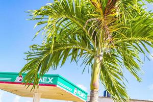 Mexico, December 2021-Tropical palm tree with blue sky photo