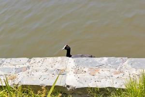 Coot in pond. Black bird, water bird. Green Point Park.