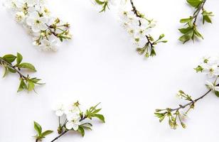 Spring border background with beautiful white flowering branches. photo