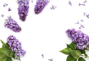 Lilac flowers on a white background photo