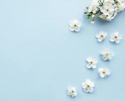 Spring border background with beautiful white flowering branches. photo
