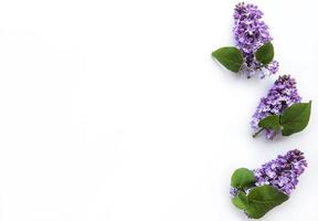 Lilac flowers on a white background photo