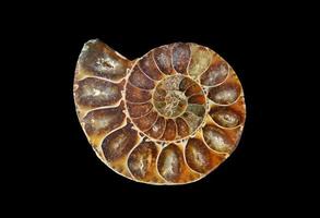 fossil snail slice photo