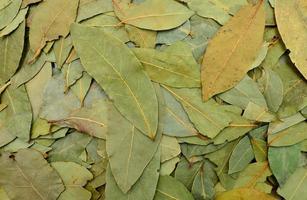 laurel leaves texture photo