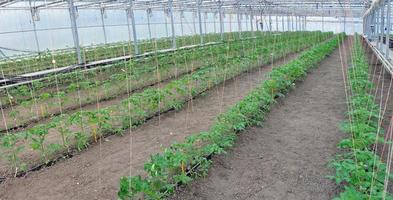 tomates en invernadero foto