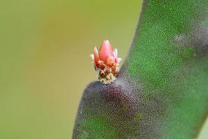 cactus bud detail photo