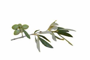 rama de olivo el aceite de la naturaleza