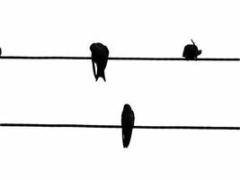 Birds sit on electrical wires photo