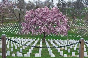 Cementerio Nacional de Arlington con hermosas flores de cerezo y lápidas, Washington DC, EE. foto