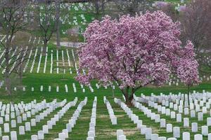 Cementerio Nacional de Arlington con hermosas flores de cerezo y lápidas, Washington DC, EE.