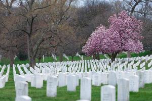 Cementerio Nacional de Arlington con hermosas flores de cerezo y lápidas, Washington DC, EE.