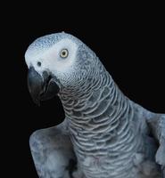 Closeup of beautiful parrots on farm photo