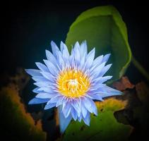 Lotus flower in warm water photo