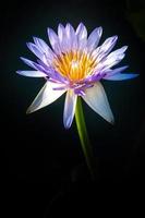 flor de loto en agua tibia