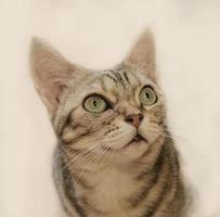 Close up portrait on beautiful cat photo