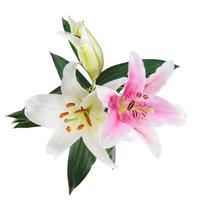 flower lily white and pink