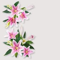 flower lily white and pink