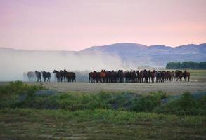 Wild horses Yilki stand in dusty meadow field free outdoors in nature, Keyseri, Turkey photo