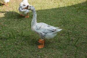 Funny quacking ducks on farm photo