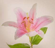 flower lily on a white background with copy space for your message photo