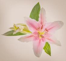 flower lily on a white background with copy space for your message photo