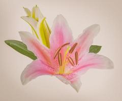 flower lily on a white background with copy space for your message photo