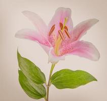 flower lily on a white background with copy space for your message photo