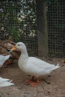 graciosos patos graznidos en la granja foto