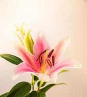 flower lily on a white background with copy space for your message photo
