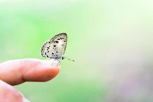 Close up of butterfly insect perched on finger. Empty space to enter text. Close to nature. photo