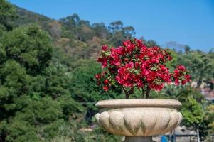 A pot of red triangle plum in the background of blue sky and green trees photo