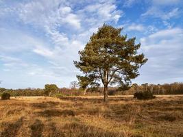 Pine tree on heath habitat in North Yorkshire with a blue winter sky photo