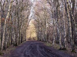 Trail through bare silver birch trees in winter photo