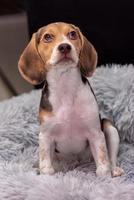 Beagle puppy resting on a couch photo