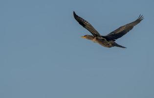 Cormorant in Flight photo