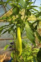 Unripe chilli peppers on a bush with leaves spoiled by pests and dried buds. photo