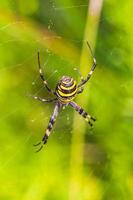 Wasp spider Argiope bruennichi black and yellow in Mallorca Spain. photo