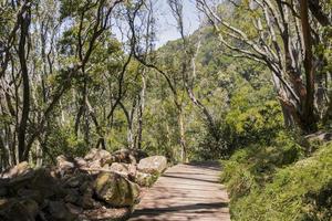 Hiking trail Tablemoutain National Park, Cape Town, South Africa. photo