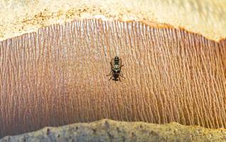 Fly on bark of palm trees Playa del Carmen Mexico. photo