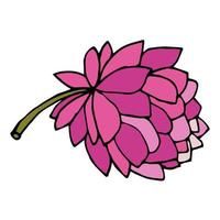 Flor de peonía de doodle de dibujos animados aislada sobre fondo blanco. vector