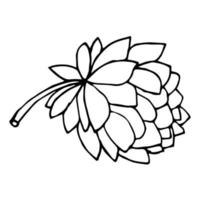 Flor de peonía de doodle de dibujos animados aislada sobre fondo blanco. vector
