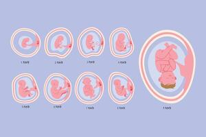 desarrollo embrionario nueve fases vector