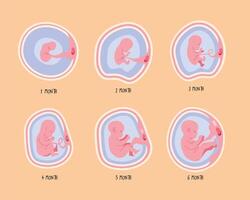 embryo development six phases vector