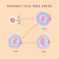 three embryo development phases vector