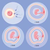 cuatro fases de desarrollo embrionario vector
