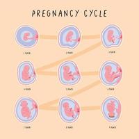 infografía de las fases de desarrollo del embrión