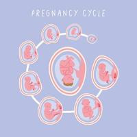 ciclo de fases de desarrollo embrionario