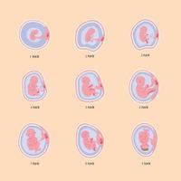 nine embryo development phases vector