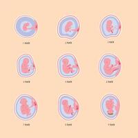 nine embryo development phases vector