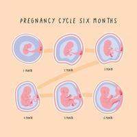 ciclo de desarrollo embrionario seis vector
